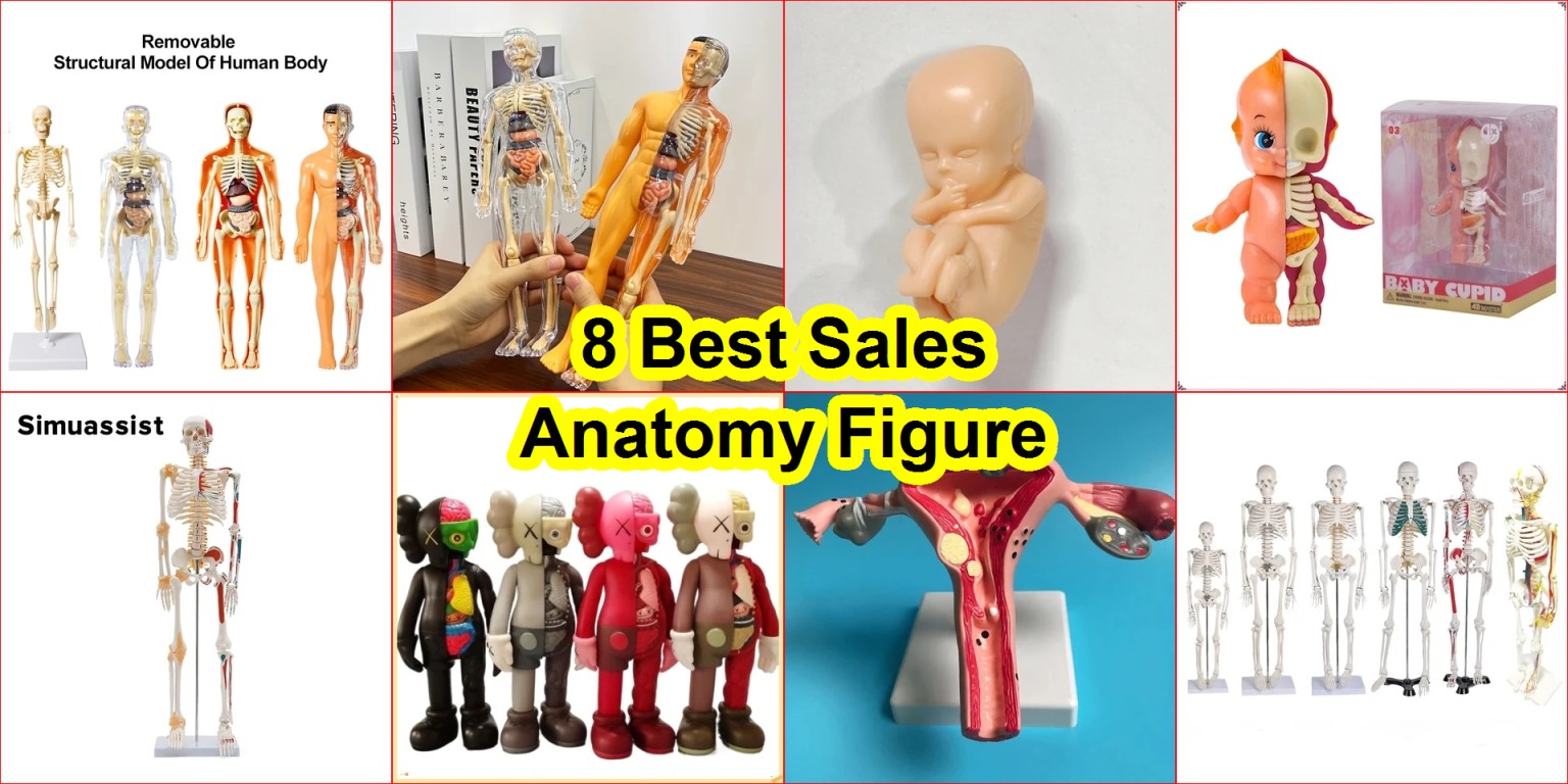 affordable skeleton models