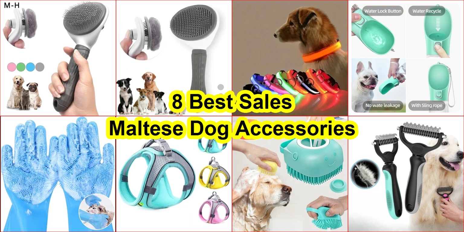 best AliExpress dog accessories