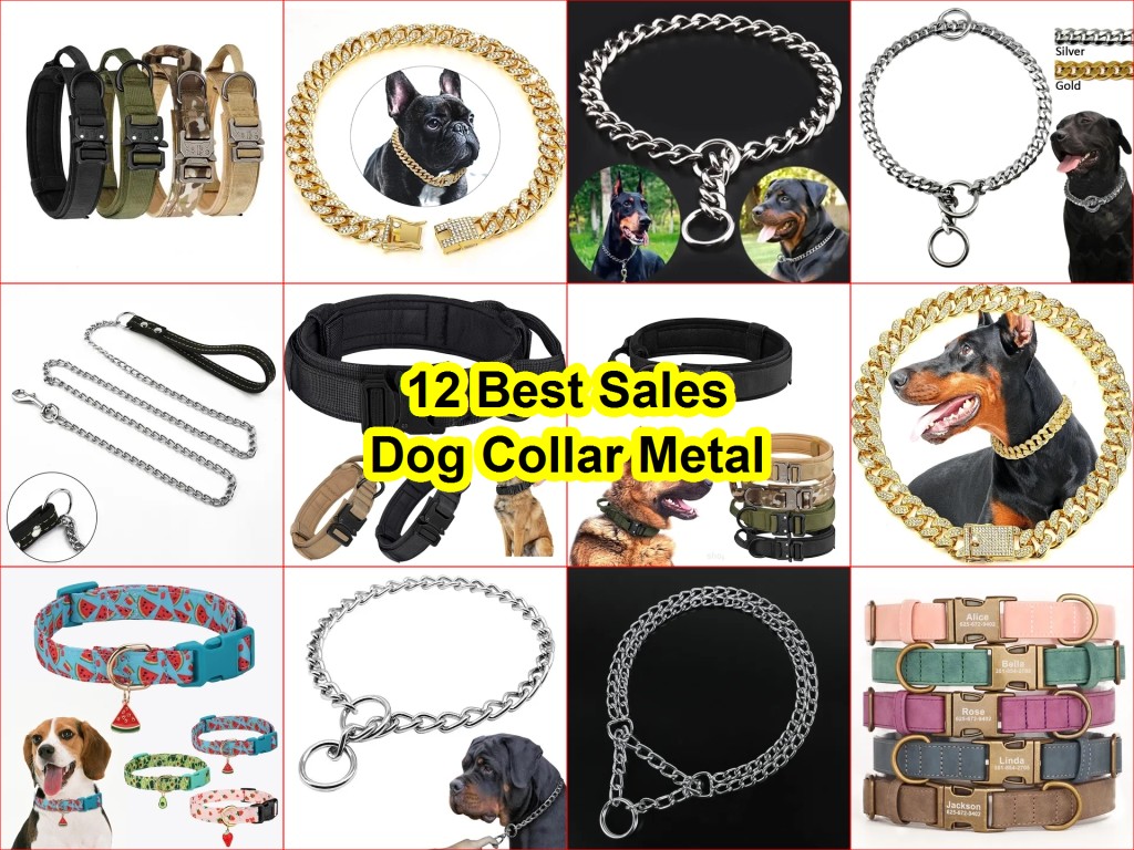 best dog collars 2025
