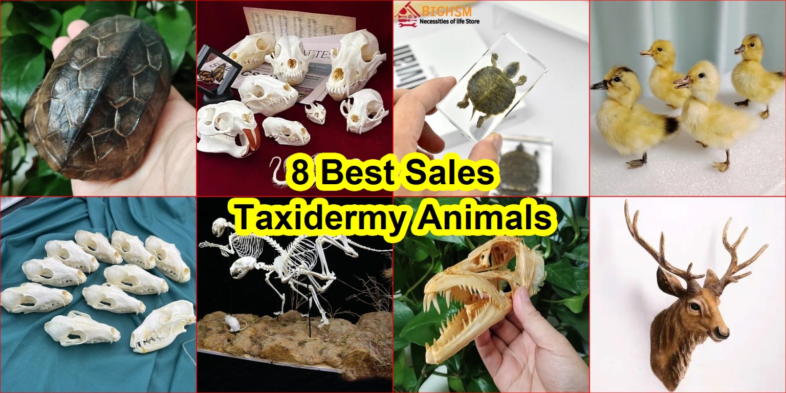 real animal bones