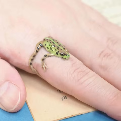 10 best sales frog jewelry - №6
