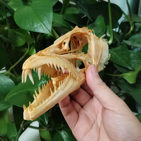 8 best sales taxidermy animals - №7