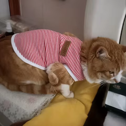 12 best sales cat vest - №4