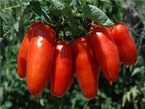 Tomato San Marzano seeds 0.2g more than 50 seeds without gMO 10 best sales seeds tomato - №3