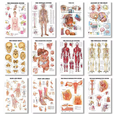 6 best sales poster anatomie - №3