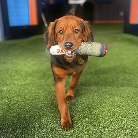 Funny Interactive Dog Toys - Cigar Design Plush Squeaky Pet Toys Grinding Teeth Creative Chew Toy For Small Medium Dog 8 best sales pitbull plush - №1