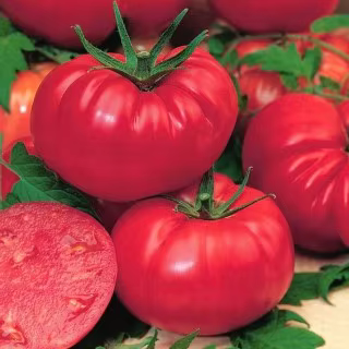 12 best sales bonsai seed - №3