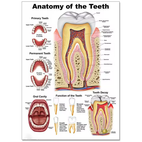 6 best sales poster anatomie - №5