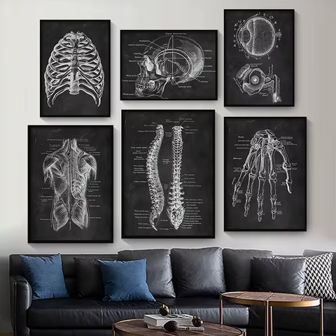 6 best sales poster anatomie - №4