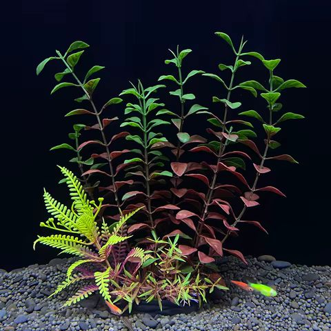 8 best sales fish tank plants - №4