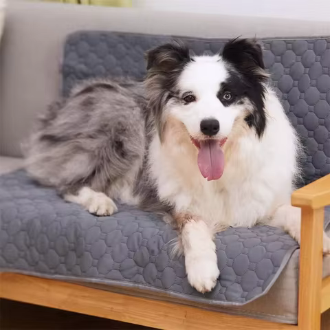 6 best sales dog bad - №5