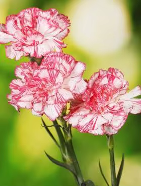 12 best sales bonsai seed - №6