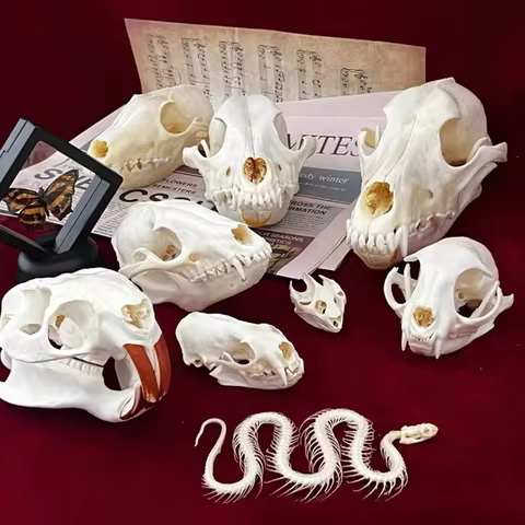 8 best sales taxidermy animals - №2