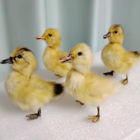 8 best sales taxidermy animals - №4