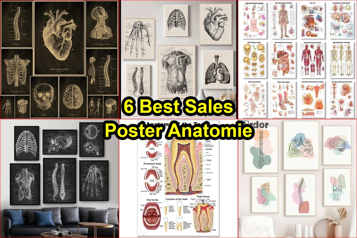 human anatomy wall art