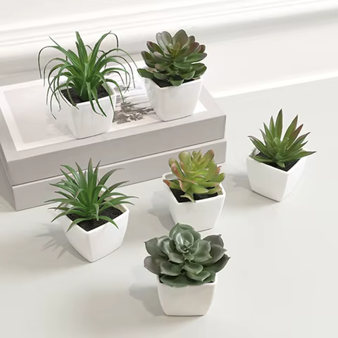 10 best sales miniature plants - №6